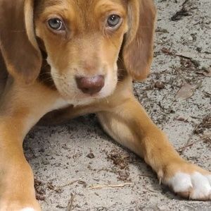 Meet your Posher, Rosie